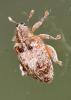 Orchestes quercus